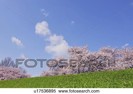 Stock Photography - Cherry Blossom Trees at Mogami Riverbank. Fotosearch