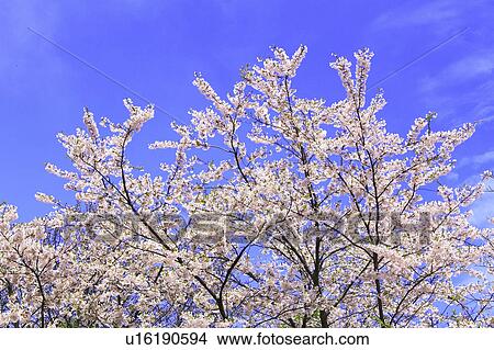 Cherry Blossom Trees View Large Photo Image Picture - Cherry Blossom Trees. Fotosearch