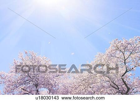 Stock Image - Cherry Blossom Trees. Fotosearch