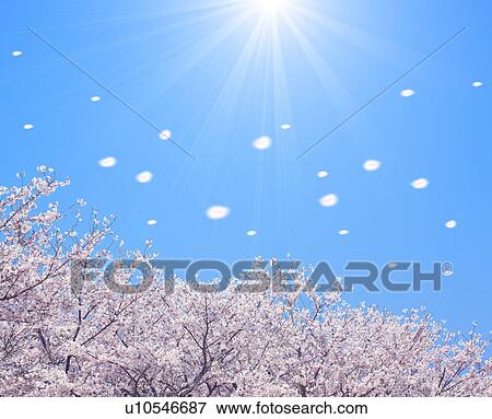 Cherry Blossom Trees View Large Photo Image Stock Photo - Cherry Blossom Trees. Fotosearch