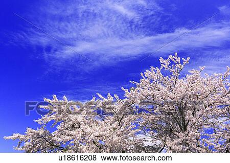 Cherry Blossom Trees View Large Photo Image Stock Photo - Cherry Blossom Trees. Fotosearch