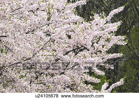 Cherry Blossom Trees View Large Photo Image Stock Photo - Cherry Blossom Trees. Fotosearch