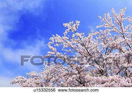 Cherry Blossom Trees View Large Photo Image Stock Photograph - Cherry Blossom Trees. Fotosearch
