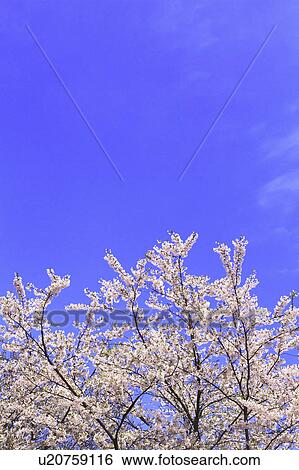 Cherry Blossom Trees View Large Photo Image Stock Photograph - Cherry Blossom Trees. Fotosearch