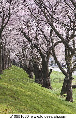 Stock Image - Cherry blossom, Yamagata Prefecture, Honshu, Japan. Fotosearch