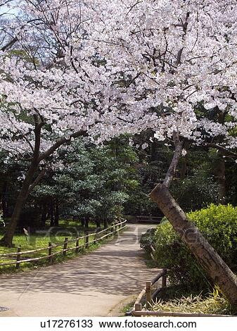 Stock Image - Cherry blossoms and footpath at Keitakuen, Osaka Prefecture, Honshu, Japan. Fotosearch