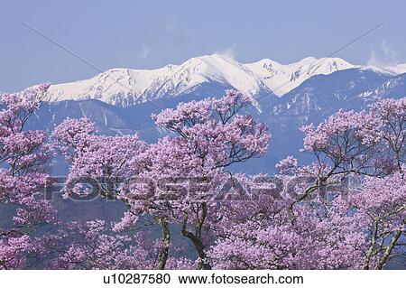 Cherry blossoms and Japanese Alps, Nagano Prefecture, Honshu, Japan View Large Photo Image Stock Image - Cherry blossoms and Japanese Alps, Nagano Prefecture, Honshu, Japan. Fotosearch