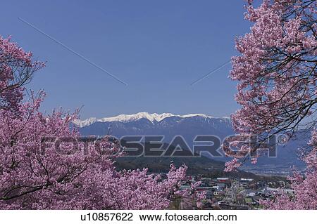 Cherry blossoms and Japanese Alps, Nagano Prefecture, Honshu, Japan View Large Photo Image Stock Image - Cherry blossoms and Japanese Alps, Nagano Prefecture, Honshu, Japan. Fotosearch