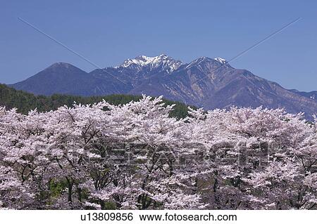 Cherry blossoms and Mt. Yatsugatake, Yamanashi Prefecture, Honshu, Japan View Large Photo Image Stock Photograph - Cherry blossoms and Mt. Yatsugatake, Yamanashi Prefecture, Honshu, Japan. Fotosearch