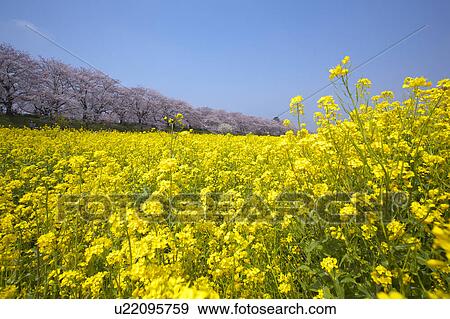 Stock Photo - Cherry blossoms and oilseed rape, Satte City, Saitama Prefecture, Honshu, Japan. Fotosearch