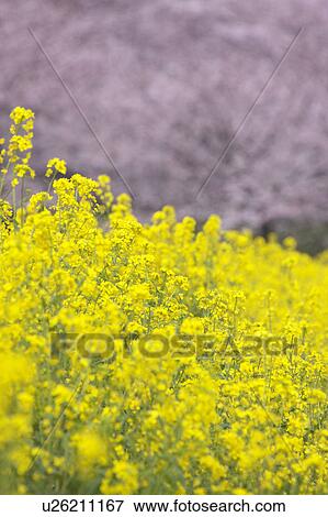 Cherry blossoms and oilseed rape, Satte City, Saitama Prefecture, Honshu, Japan View Large Photo Image Stock Photo - Cherry blossoms and oilseed rape, Satte City, Saitama Prefecture, Honshu, Japan. Fotosearch