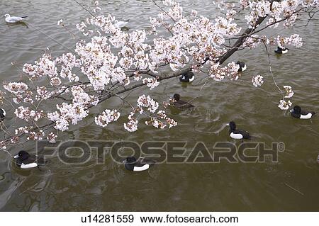 Stock Photo - Cherry blossoms and Shinobazu pond, Ueno, Taito Ward, Tokyo, Honshu, Japan. Fotosearch