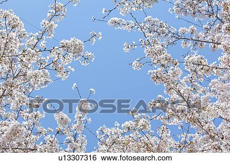 Stock Photograph - Cherry Blossoms and Sky. Fotosearch