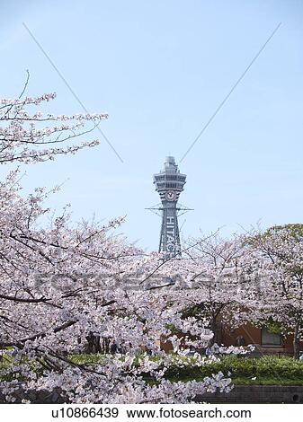 Cherry blossoms and Tsutenkaku tower, Osaka Prefecture, Honshu, Japan View Large Photo Image Stock Photo - Cherry blossoms and Tsutenkaku tower, Osaka Prefecture, Honshu, Japan. Fotosearch