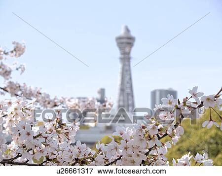 Cherry blossoms and Tsutenkaku tower, Osaka Prefecture, Honshu, Japan View Large Photo Image Stock Photo - Cherry blossoms and Tsutenkaku tower, Osaka Prefecture, Honshu, Japan. Fotosearch