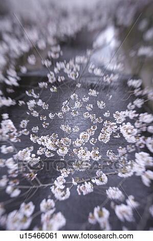 Cherry blossoms at Maguro river, Meguro Ward, Tokyo, Honshu, Japan View Large Photo Image Stock Image - Cherry blossoms at Maguro river, Meguro Ward, Tokyo, Honshu, Japan. Fotosearch
