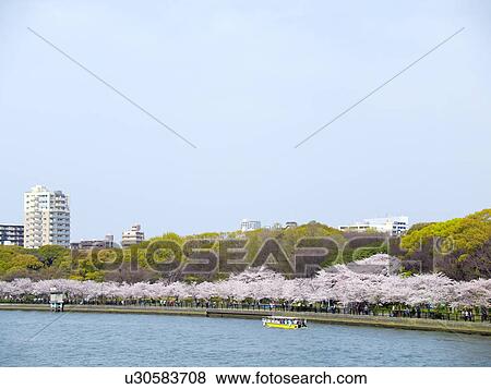 Stock Photo - Cherry blossoms by Ookawa river, Osaka Prefecture, Honshu, Japan. Fotosearch