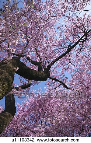 Cherry blossoms, Nagano Prefecture, Honshu, Japan View Large Photo Image Stock Image - Cherry blossoms, Nagano Prefecture, Honshu, Japan. Fotosearch