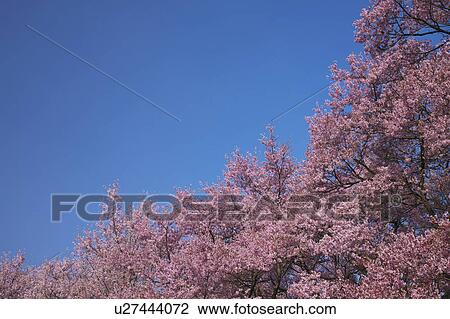 Cherry blossoms, Nagano Prefecture, Honshu, Japan View Large Photo Image Stock Image - Cherry blossoms, Nagano Prefecture, Honshu, Japan. Fotosearch