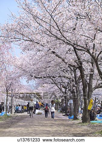 Stock Image - Cherry blossoms, Osaka Prefecture, Honshu, Japan. Fotosearch