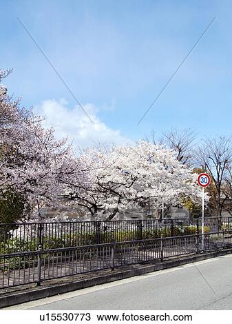 Stock Image - Cherry blossoms, Osaka Prefecture, Honshu, Japan. Fotosearch