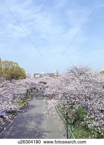 Cherry blossoms, Osaka Prefecture, Honshu, Japan View Large Photo Image Stock Image - Cherry blossoms, Osaka Prefecture, Honshu, Japan. Fotosearch