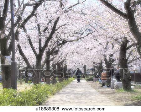 Cherry blossoms, Osaka Prefecture, Honshu, Japan View Large Photo Image Stock Photo - Cherry blossoms, Osaka Prefecture, Honshu, Japan. Fotosearch