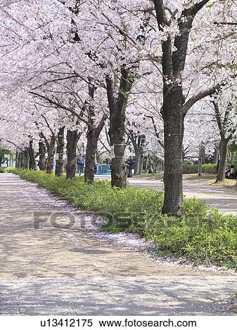 Stock Photography - Cherry blossoms, Osaka Prefecture, Honshu, Japan. Fotosearch