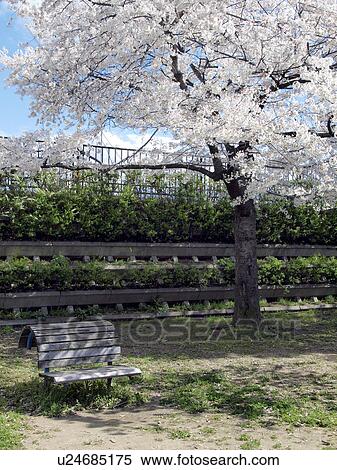 Cherry blossoms, Osaka Prefecture, Honshu, Japan View Large Photo Image Stock Photography - Cherry blossoms, Osaka Prefecture, Honshu, Japan. Fotosearch