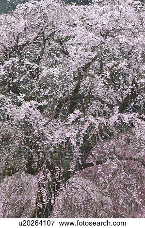 Stock Photo - Cherry blossoms, Saitama Prefecture, Honshu, Japan. Fotosearch