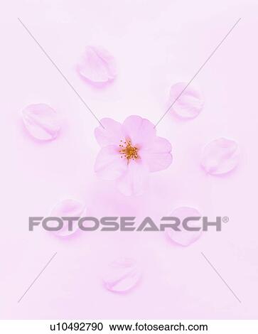 Stock Image - Cherry Blossoms. Fotosearch