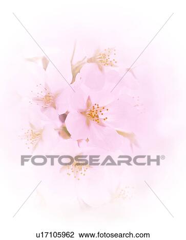 Cherry Blossoms View Large Photo Image Stock Image - Cherry Blossoms. Fotosearch