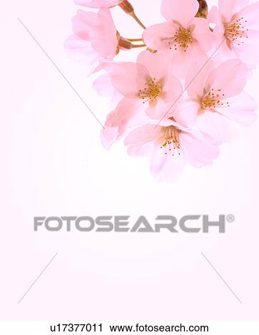 Cherry Blossoms View Large Photo Image Stock Image - Cherry Blossoms. Fotosearch