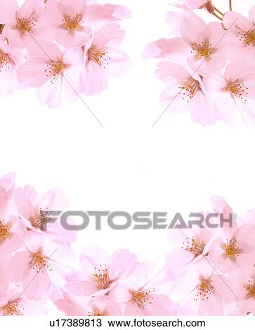 Stock Image - Cherry Blossoms. Fotosearch