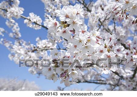 Cherry Blossoms View Large Photo Image Stock Image - Cherry Blossoms. Fotosearch