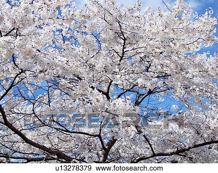 Cherry blossoms View Large Photo Image Stock Photo - Cherry blossoms. Fotosearch