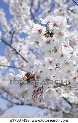 Cherry Blossoms View Large Photo Image Stock Photo - Cherry Blossoms. Fotosearch