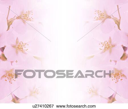 Cherry Blossoms View Large Photo Image Stock Photo - Cherry Blossoms. Fotosearch
