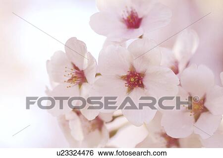 Cherry Blossoms View Large Photo Image Stock Photograph - Cherry Blossoms. Fotosearch