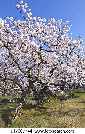 Picture - Cherry blossoms, Yamagata Prefecture, Honshu, Japan. Fotosearch
