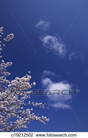 Cherry blossoms, Yamagata Prefecture, Honshu, Japan View Large Photo Image Stock Image - Cherry blossoms, Yamagata Prefecture, Honshu, Japan. Fotosearch