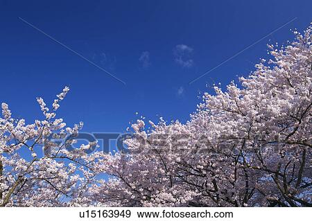 Stock Photo - Cherry blossoms, Yamagata Prefecture, Honshu, Japan. Fotosearch