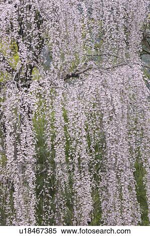 Cherry blossoms, Yamagata Prefecture, Honshu, Japan View Large Photo Image Stock Photography - Cherry blossoms, Yamagata Prefecture, Honshu, Japan. Fotosearch