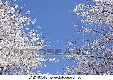 Cherry Flowers Against Sky View Large Photo Image Stock Photo - Cherry Flowers Against Sky. Fotosearch