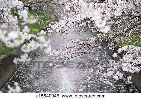 Cherry Flowers and River View Large Photo Image Stock Photograph - Cherry Flowers and River. Fotosearch