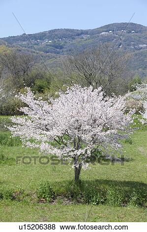 Cherry Tree in Field View Large Photo Image Stock Photo - Cherry Tree in Field. Fotosearch