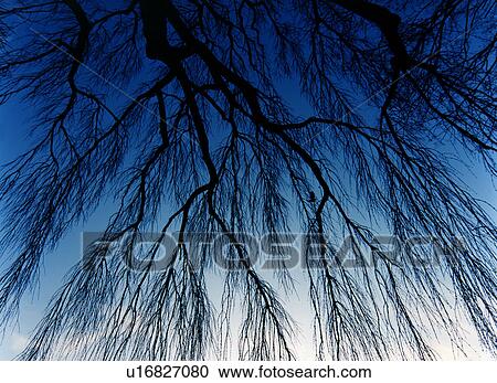 Cherry tree in winter, Iwate Prefecture, Honshu, Japan View Large Photo Image Stock Image - Cherry tree in winter, Iwate Prefecture, Honshu, Japan. Fotosearch