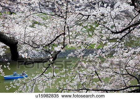 Cherry Trees and Boat at Chidorigafuchi, Tokyo View Large Photo Image Stock Photography - Cherry Trees and Boat at Chidorigafuchi, Tokyo. Fotosearch