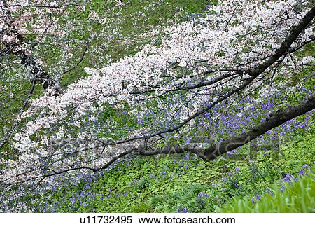 Stock Photography - Cherry Trees at Chidorigafuchi, Tokyo. Fotosearch