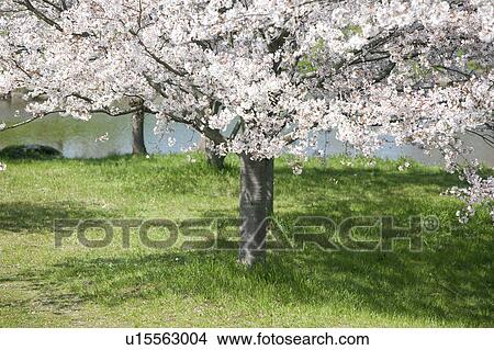 Cherry Trees Standing in Grass View Large Photo Image Picture - Cherry Trees Standing in Grass. Fotosearch